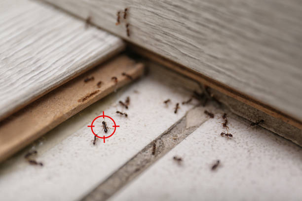 Best Pest Prevention Services  in Lakeview, MI
