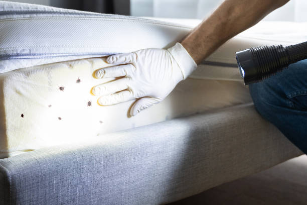 Best Cockroach Control Services  in Lakeview, MI