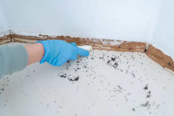 Best Affordable Pest Control Services  in Lakeview, MI